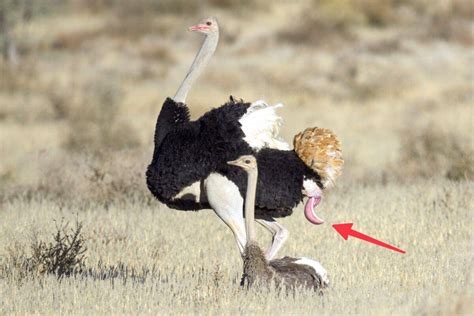 ostrich porn nude