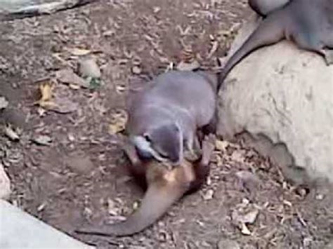 otter porn nude