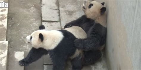 panda movis nude