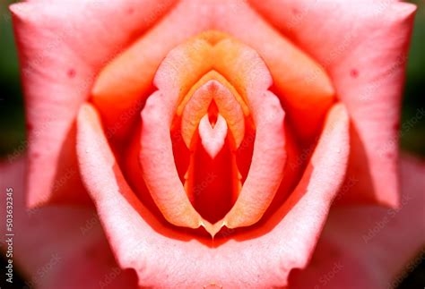 penis rose nude