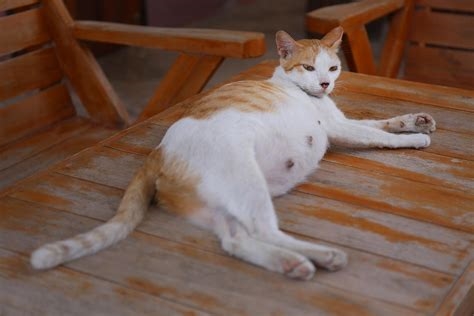 photo de chatte nude