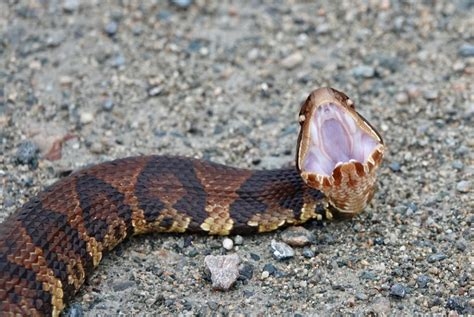 photos of cottonmouth nude