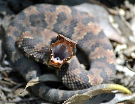 photos of cottonmouth nude