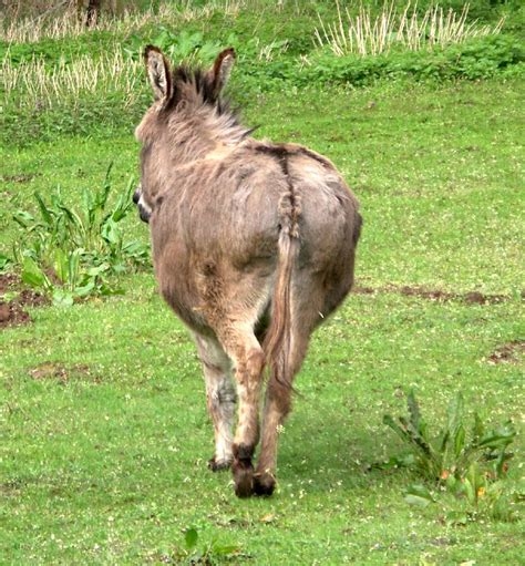picture of a donkey butt nude
