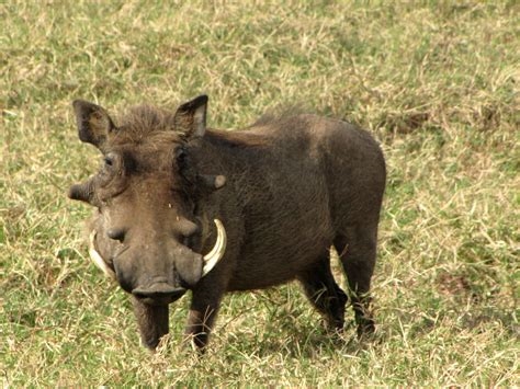 picture of a warthog nude