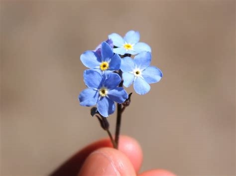 pictures of forget-me-nots nude