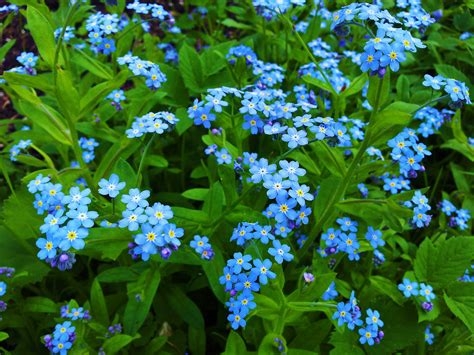 pictures of forget-me-nots nude