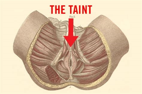 pictures of taints nude