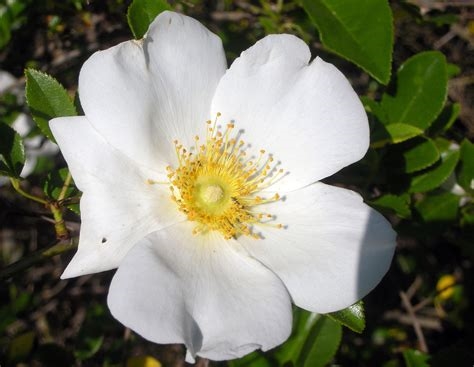 pictures of the cherokee rose nude