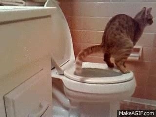 pooping gifs nude