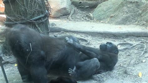 porn gorilla nude