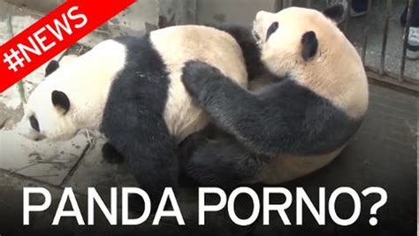 puffin panda nude