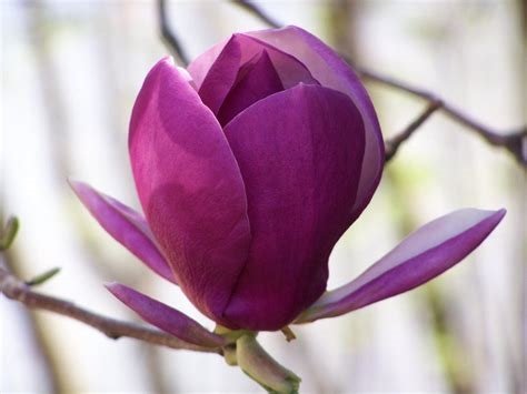 purple magnolia flower images nude