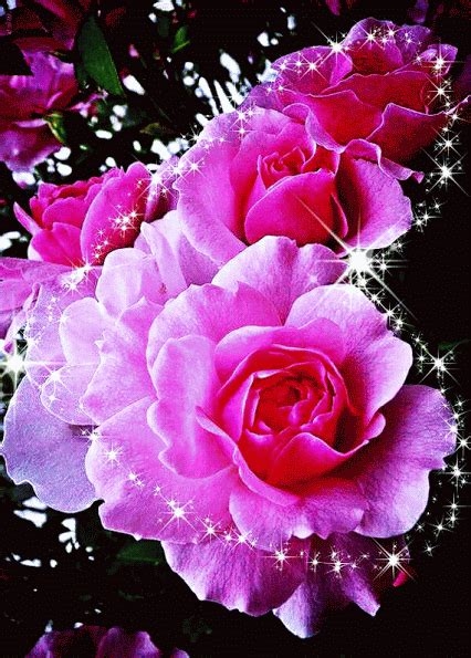 purple rose gif nude