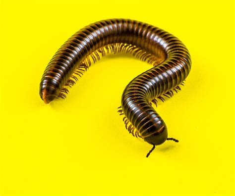 queensect millipedes nude