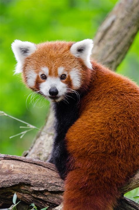 red panda profile pic nude