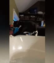 reddit wet kitty nude