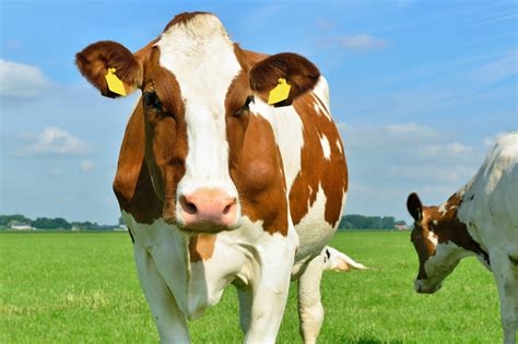 sara cows nude
