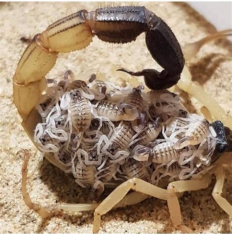 scorpio baby nude