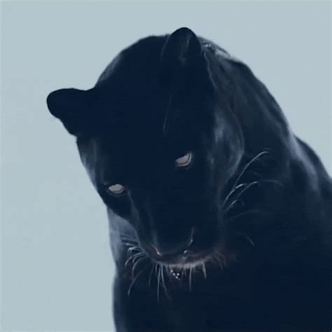 sex panther gif nude
