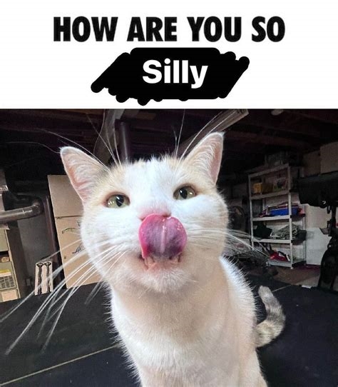silly cat porn nude