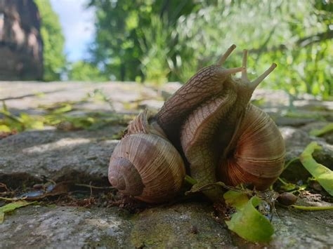 snail porn nude