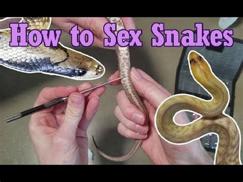 snake anal insertion nude