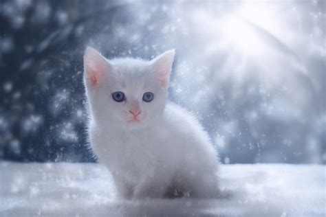 snow kitty nude