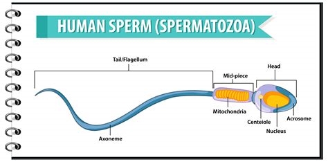 spermoza nude
