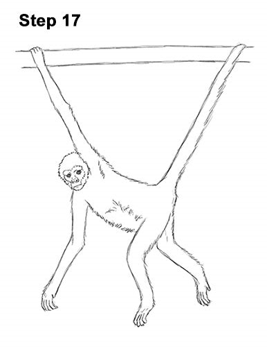 spider monkey drawing nude