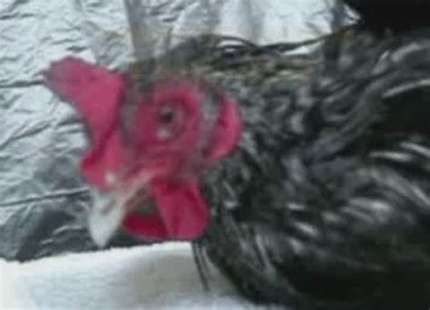 spring chickens porn nude