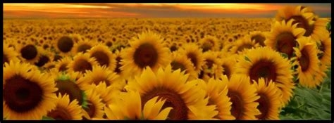 sunflower fb covers nude