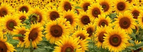 sunflower fb covers nude