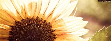 sunflower pictures for facebook profile nude
