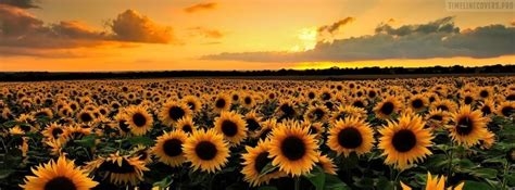 sunflower pictures for facebook profile nude