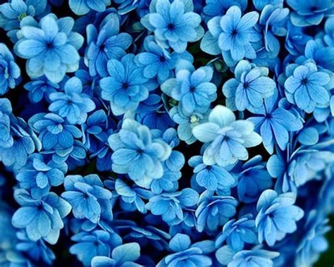 sweet blue flowers nude