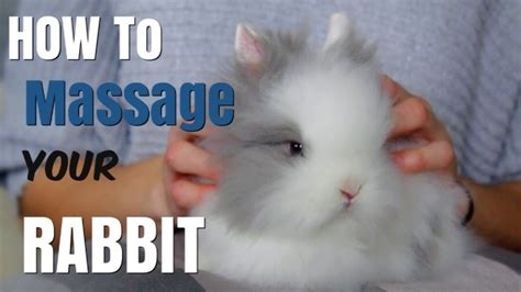sweet bunny massage nude