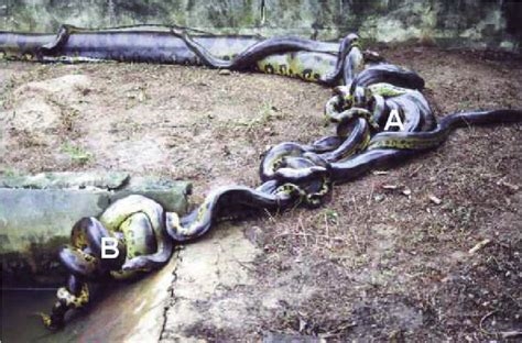 the only anaconda nude