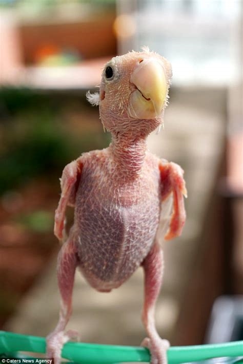 ugly little bird nude