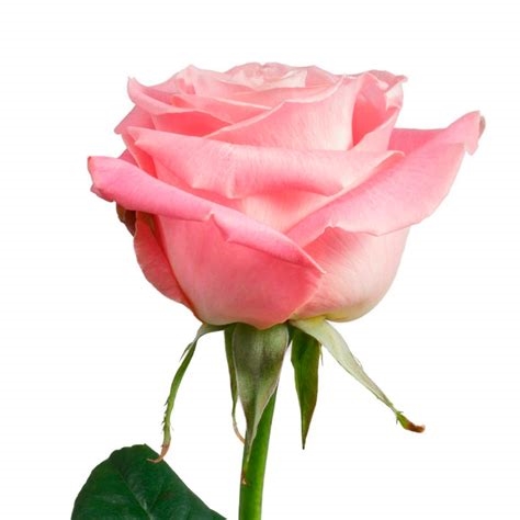 una rosa hermosa nude