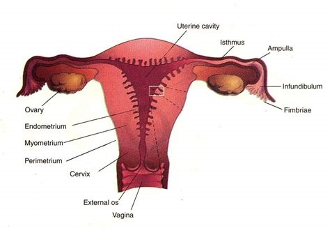uterus porn nude