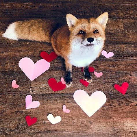 valentine fox nude
