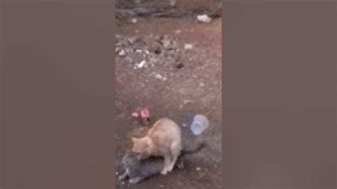 video de gatos transando nude