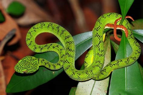 viper snake porn nude