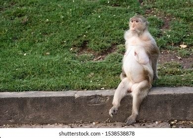 voyeur monkey nude