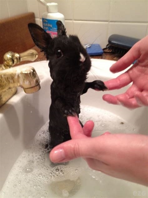 wet_bunny nude