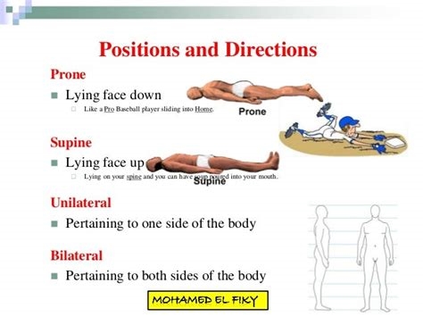 what does prone bone mean nude