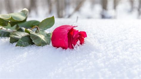 winter rose xxx nude