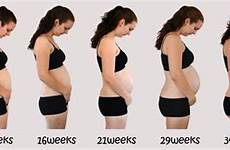 pregnancy month bump months progression through baby stages progress