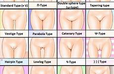 pussy types different type shapes vagina pussies shape kinds looking chart size lips which girls gap hairy there mound just